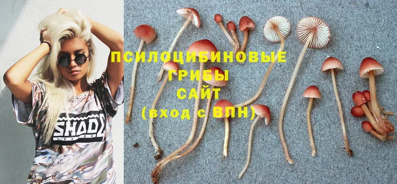 купить наркотики сайты  Сольцы  Галлюциногенные грибы Psilocybe 